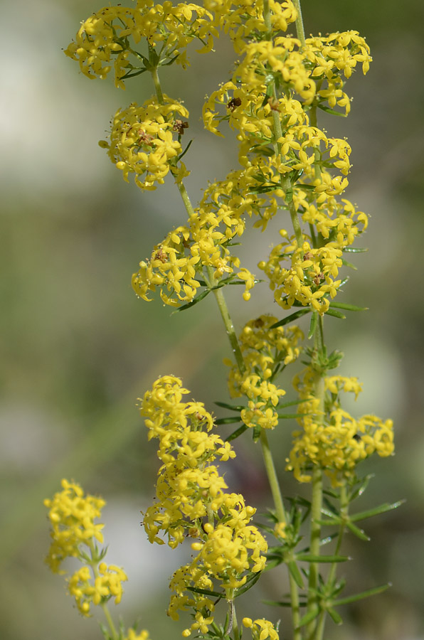 Profumo di ...pulito - Galium verum / Caglio zolfino